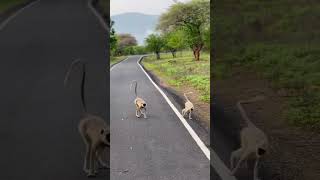 Mudumalai Tiger Reserve safaritime nakshuskuttivlog nakshufoundherragha bison peacocks deer [upl. by Eecyaj]