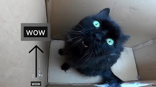 The Incredible Cat Translator [upl. by Dorwin]