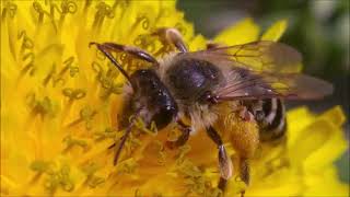 Andrena denticulata mining bee [upl. by Annasoh938]