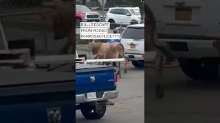 Bulls escape from rodeo in Massachusetts [upl. by Horatia]