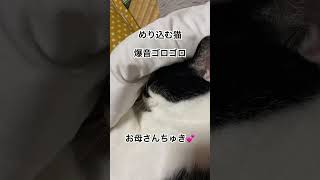 猫がくっつく季節来た猫湯たんぽ秋がきた猫との暮らし [upl. by Annaehr]