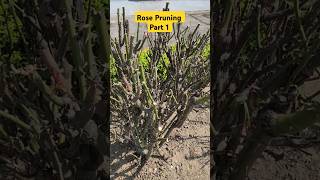 Rose Plant Pruning👏How To Prun Roses👍Rose Prun👍rose pruning shorts youtubeshorts garden [upl. by Vena439]