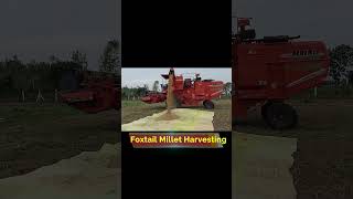 Exploring the Foxtail Millet Harvest Techniques and Tools  DSRFARMINGVTP [upl. by Jestude]