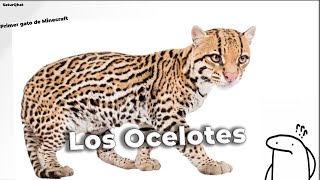 Los Ocelotes  El Gatito de la Selva Americana [upl. by Ruffi]