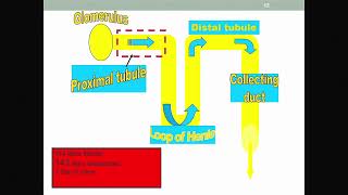 Cystinosis The Early Years Fanconi Syndrome and More [upl. by Neetsirk]