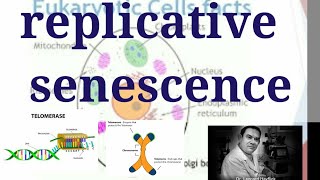 Telomere and cellular senescence  replicative senescence or telomeres explained [upl. by Huberman539]