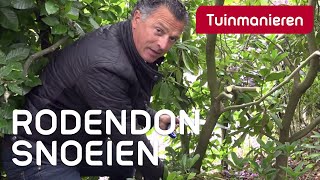 Rododendron snoeien hoe doe je dat  Tuinmanieren [upl. by Artina]