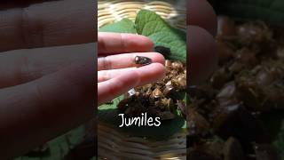 JUMILES insectos comestibles de Taxco Guerrero shorts [upl. by Macpherson]