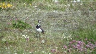 Northern Lapwing callingflyingmeets Hare [upl. by Germaun]