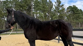 Percheron mare riding [upl. by Reemas895]