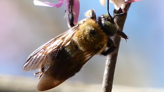 Bee humming  buzzing sounds  Bumble [upl. by Piggy]