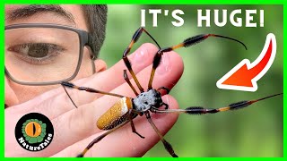 How DANGEROUS Is The BANANA SPIDER [upl. by Adnahcir]