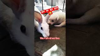 Dog vs rebbit😂abshortclub722।। baby dogs।। मादा रैबिट [upl. by Millian]