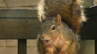 Squirrel Sings You Really Got Me by The Kinks  Porch Critter Karaoke 20 Featuring Boomer [upl. by Steele638]