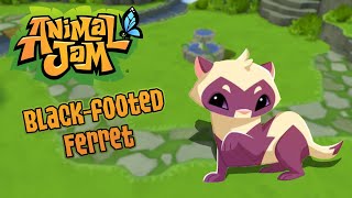 Animal Jam  Animal Showcase Blackfooted Ferret [upl. by Eskill]