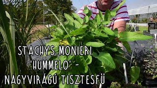 Stachys monieri Hummelo  Nagyvirágú tisztesfű [upl. by Ojahtnamas308]