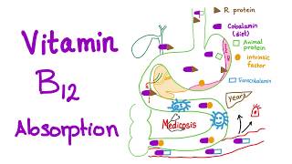 Vitamin B12 absorption and deficiency Diet and Nutrition [upl. by Notsyrb]