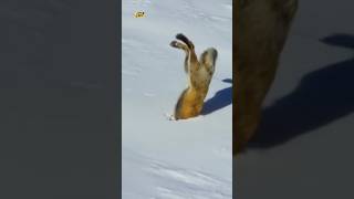 Clever Fox Hunting Technique 😲 [upl. by Hertz859]