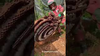 Asian Giant Hornet the Murder Hornet 🐝🦠 Nature Insects Wildlife Hornet [upl. by Tessie681]