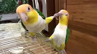 The FUNNIEST Parrots 🤣 Best Compilation [upl. by Nikolos491]