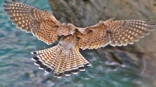 Kestrel Hunting and Hovering  Faucon Crécerelle Vol Stationnaire [upl. by Iznekcam]