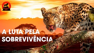 SAVANA AFRICANA  Predadores Brutais e Paisagens Majestosas  Documentários de animais [upl. by Nnairda]