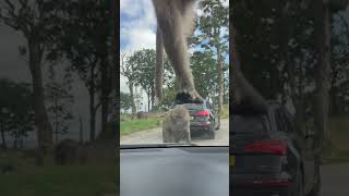 Baboons attack  Safari Park Liverpool [upl. by Bollen106]