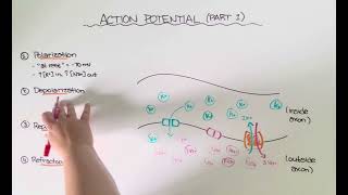 Action Potential Part 1 [upl. by Ruon]