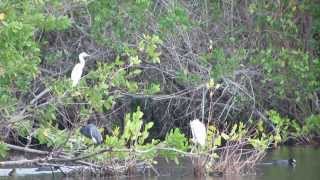 Florida Everglades  Mrazek Pond [upl. by Morry]