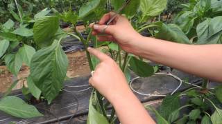 HOW TO PRUNE GREENHOUSE BELL PEPPERS FOR BEST PRODUCTION [upl. by Adnanref716]