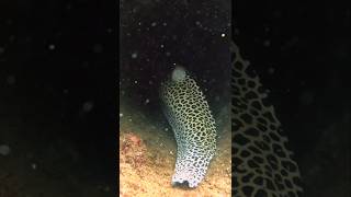 SCARY 😮😮😮 Gave me a FRIGHT viral scubadiving sea gopro fish eel teeth Hunting closecall [upl. by Alina]