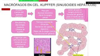 Parte 3 Fisiología I Enfermería [upl. by Yniatirb3]