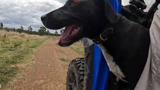 MAX THE BULL ARAB CROSS STAGHOUND PUPPY HITCHING A RIDE IN THE BUGGY ON GOLDEN HILL FARM [upl. by Apps942]