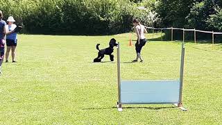 Standard pudel Standard poodle obedience zawody treningowe kl 1 [upl. by Debby]