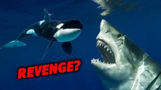 Can Great White Sharks Ever Win in Killer Whale Attacks [upl. by Lipfert]