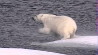 Orso bianco nuota per oltre 720 km senza mai fermarsi [upl. by Airehc610]