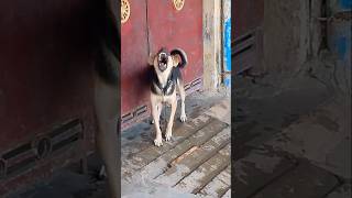 Angry dog barking sounds dog dogshorts shortsfeed youtubeshorts trending [upl. by Enelkcaj496]