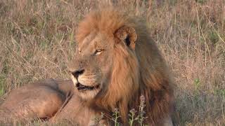 Ulusaba Lodge in 4K  Kruger Park  South Africa  Lion Sighting  10 September 2023 [upl. by Hourihan]