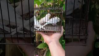 FRILLBACK HAGOROMO PARAKEETS READY TO REHOME 🏡🏡frillbackhago hagoromo birds youtubeshorts [upl. by Narut]