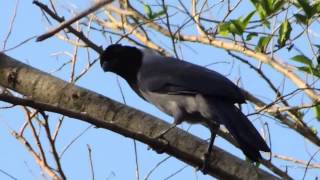 Aves de Venezuela  Ave de Barinas  Corobero  Cyanocorax violaceus [upl. by Holmen971]