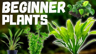 Top 10 Easy Beginner Aquarium Plants [upl. by Iroj]