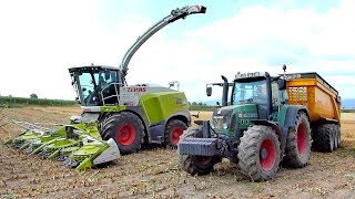 Ensilage de Maïs Shredlage 2019  Claas Jaguar 960 [upl. by Kev]