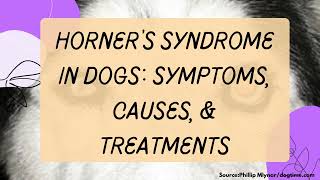 Horner’s Syndrome In Dogs Symptoms Causes amp Treatments [upl. by Mcconaghy]