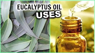 EUCALYPTUS OIL USES for Hair Growth Hair Loss Breathe Better Pain Insomnia Aromatherapy Athsma [upl. by Suter674]