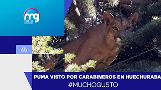 Puma suelto en Huechuraba Carabineros informó el avistamiento  Mucho Gusto [upl. by Kerry]