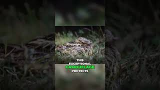 Unveiling the Nightjar The Enigmatic Master of Camouflage [upl. by Eedeed]