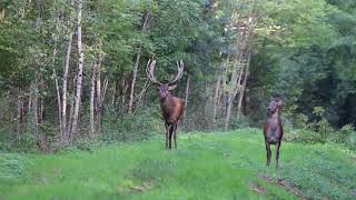 Cerf et biche en période de brame [upl. by Aidnic]