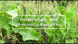 Horseradish Armoracia Rusticana  Foraging UK [upl. by Nnylyak633]