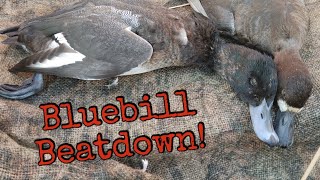 Green Bay Bluebill Beatdown [upl. by Caddric]