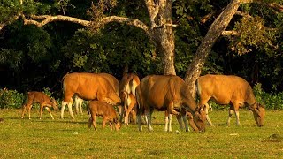 Ujung Kulon National Park Java Indonesia [upl. by Ylle]